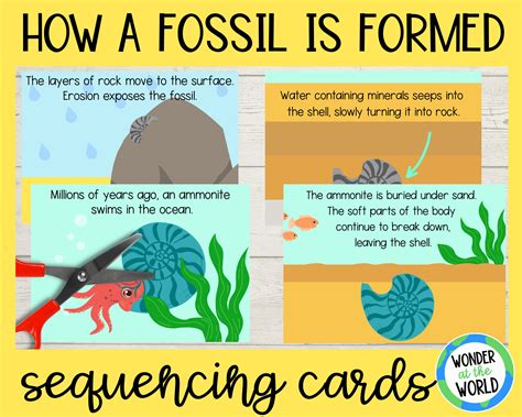 conditions for fossils to form.